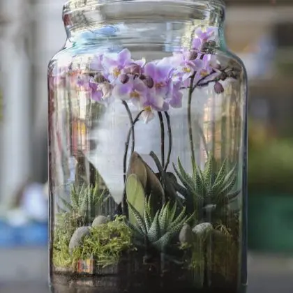 Terrarium Workshop